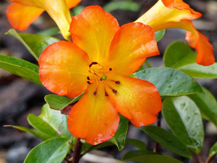 53 Kitewaho Road Swanson_61