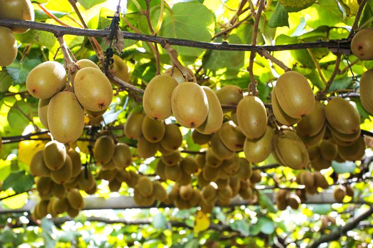 36 Eden Road Pukekohe_7