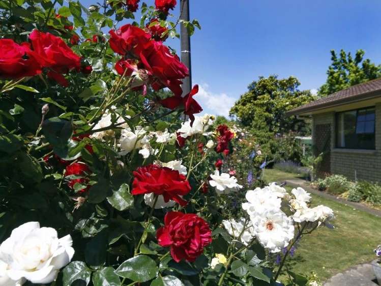 71c Maxwell Road Blenheim Central_15