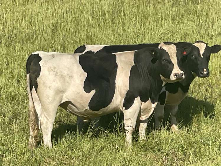 Corner Te Aute Trust Road and Aupaki Road Poukawa_13