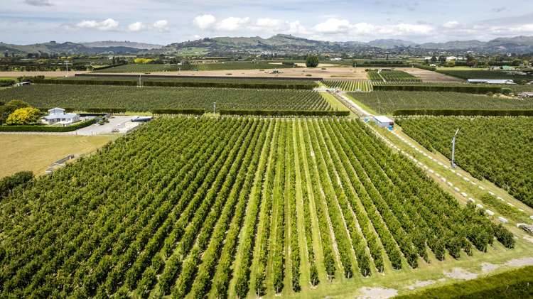 Rockit Orchard No.2 LP Hastings_18