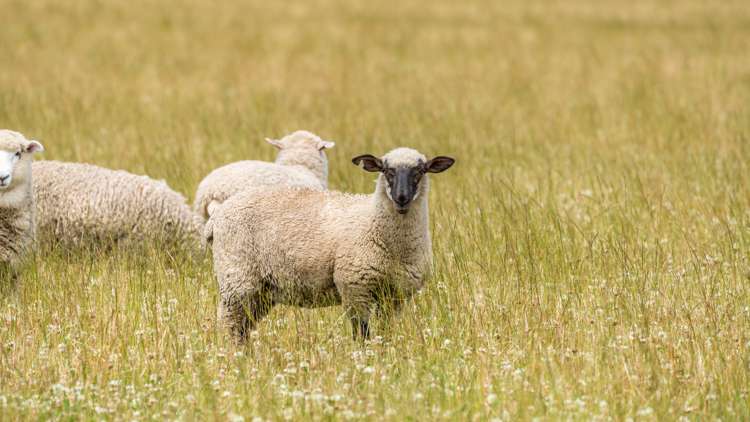 Waireka Road Darfield_31