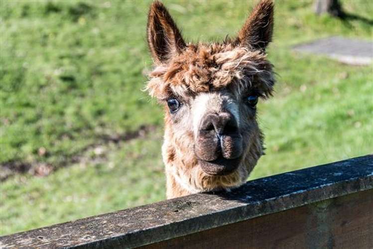 1046 Kahuranaki Road Central Hawkes Bay Coastal_15