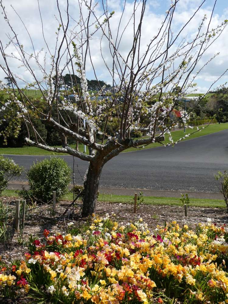 444F Matakawau Road Awhitu_12