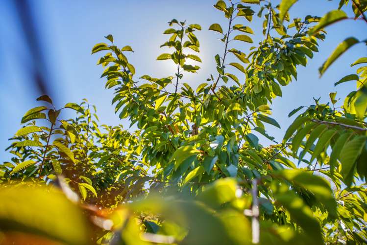 284 Ripponvale Road Cromwell_8