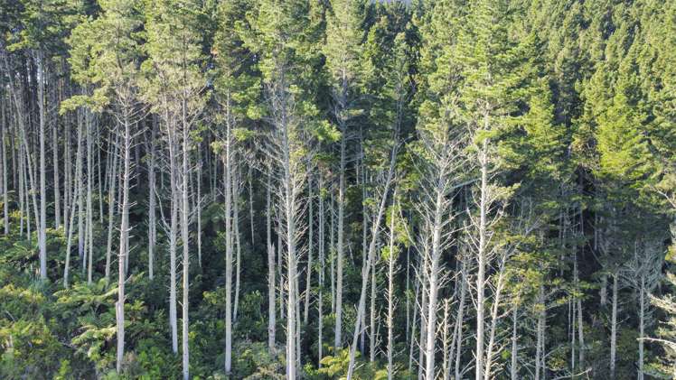 1 State Highway 2 Taneatua_15