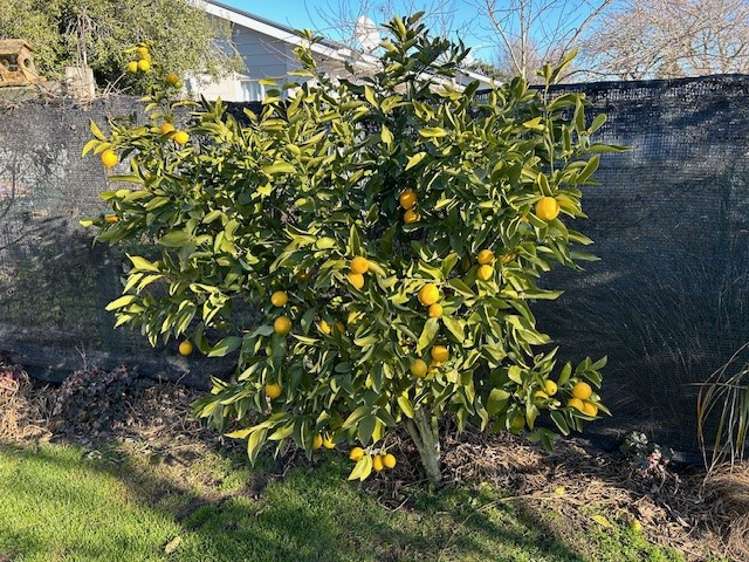 22 Beach Road Hampstead_11