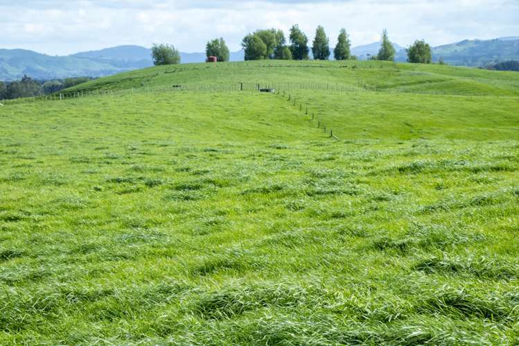 62 Rehi Road Ngakuru_21