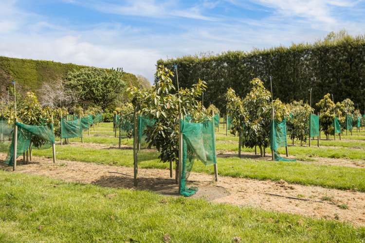 19 Henry Road Katikati_24