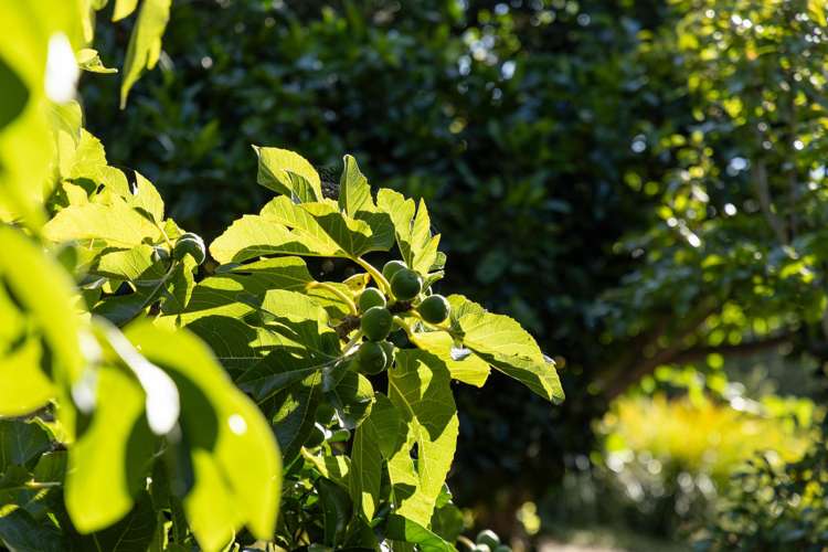 15 East Street Mahurangi East_32