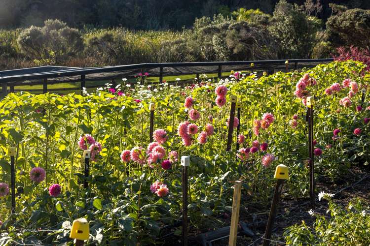 68 Korora Road Oneroa_8