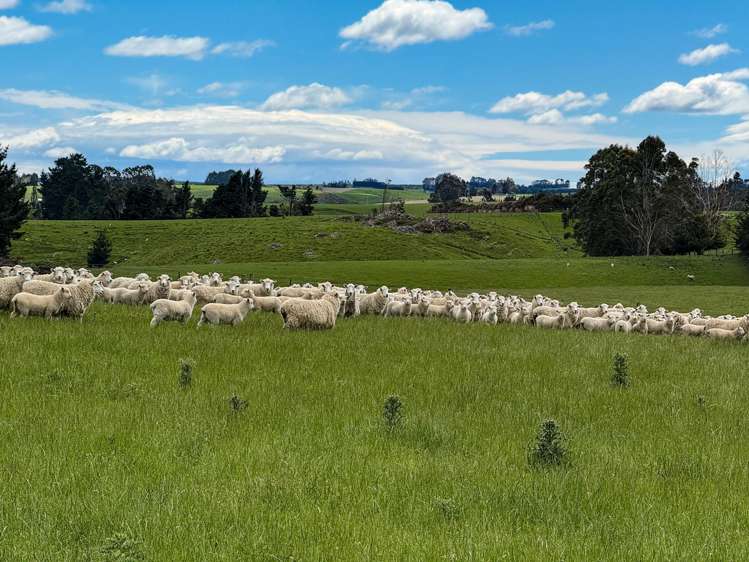 144 Block Road Pukeawa_3