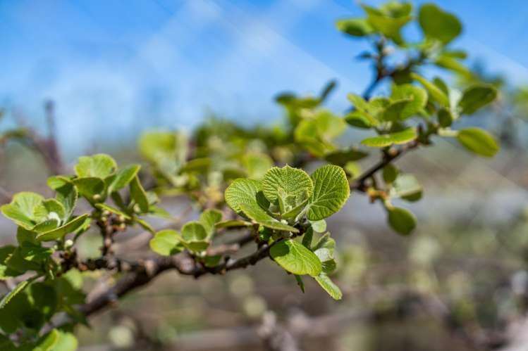 471b Old Coach Road Paengaroa_5