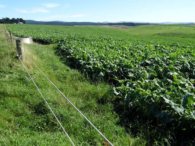 301 Whartons Road Five Forks and Surrounds_8