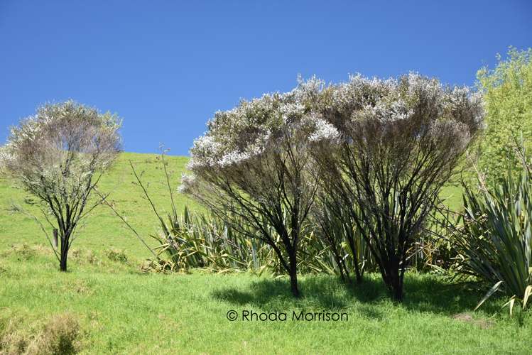 311 Franklin Road Paparoa_60