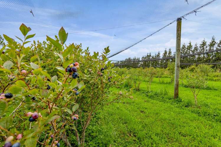 438B Alfred Road Egmont Village_41