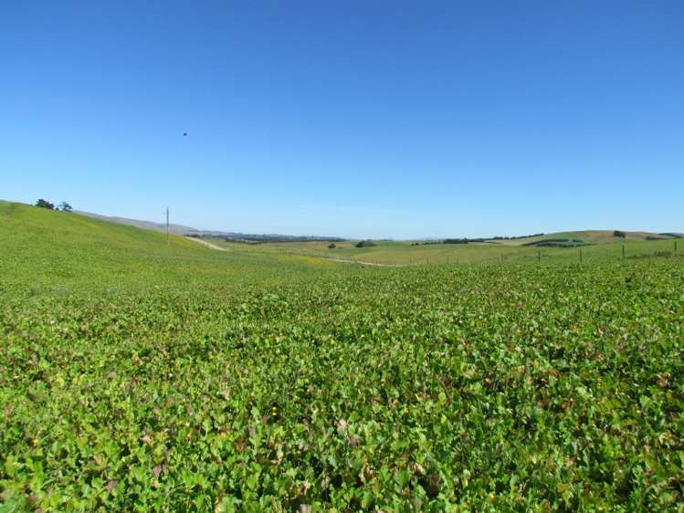 219 Beacon Hill Road Clinton and Surrounds_10