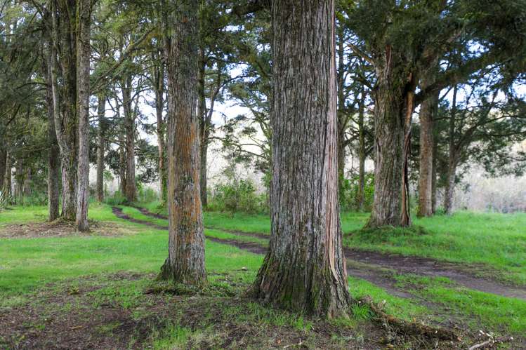 205 Te Rena Road Kakahi_20