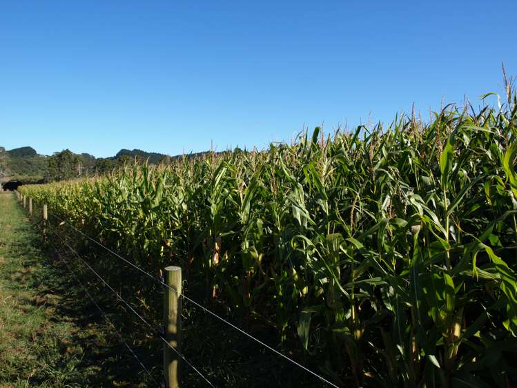 87 West Road Clevedon_2