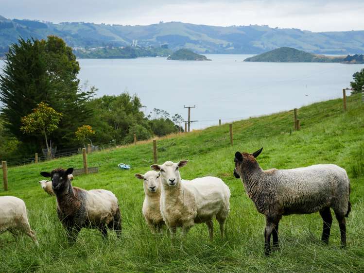 40 Camp Street Broad Bay_27