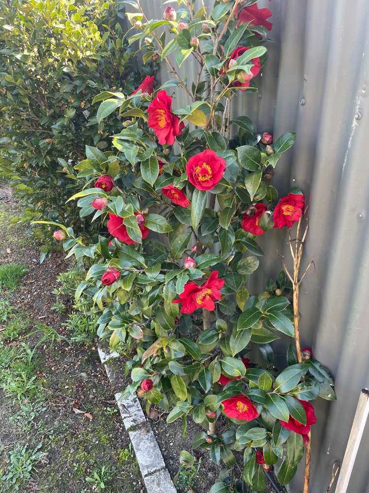 27b Alpha Street Cromwell_19