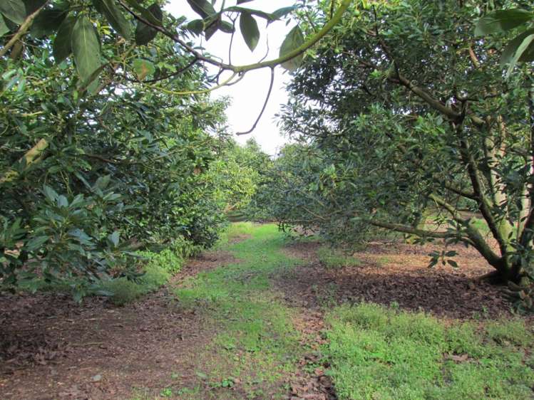 402 Youngson Road Whakamarama_9