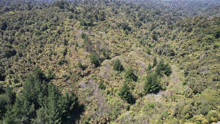 Town Belt East Greymouth_5