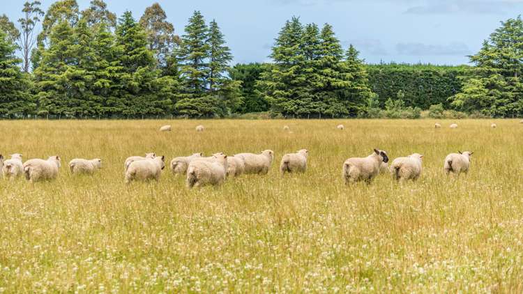 Waireka Road Darfield_28