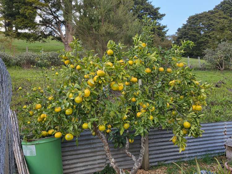 450 Katui Road Donnellys Crossing_51