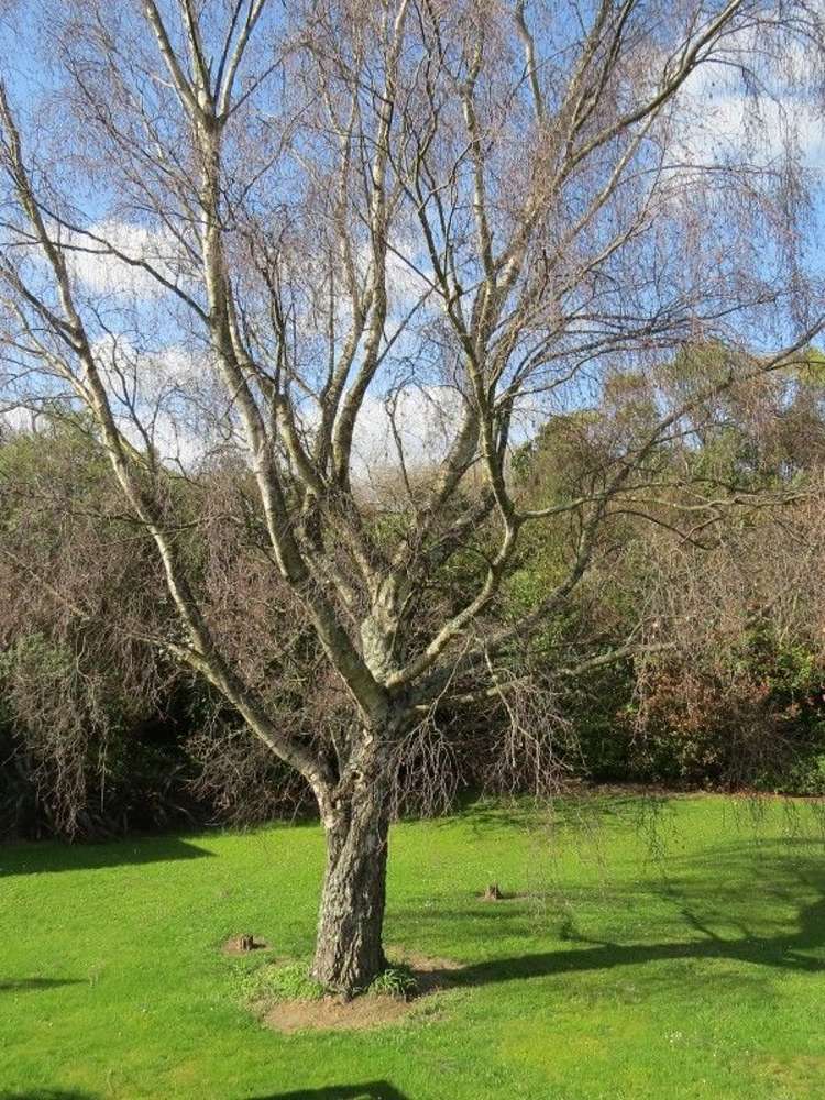 34 Tararua Street Pahiatua_10