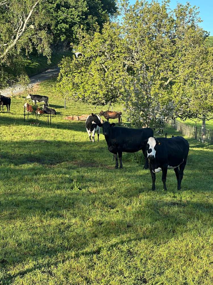 258 Paratu West Road Richmond Downs_45