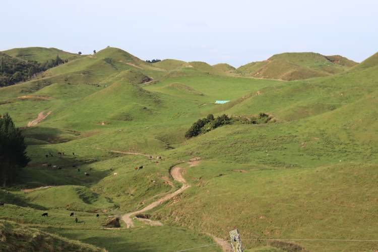 102 Manu Road Te Popo_18