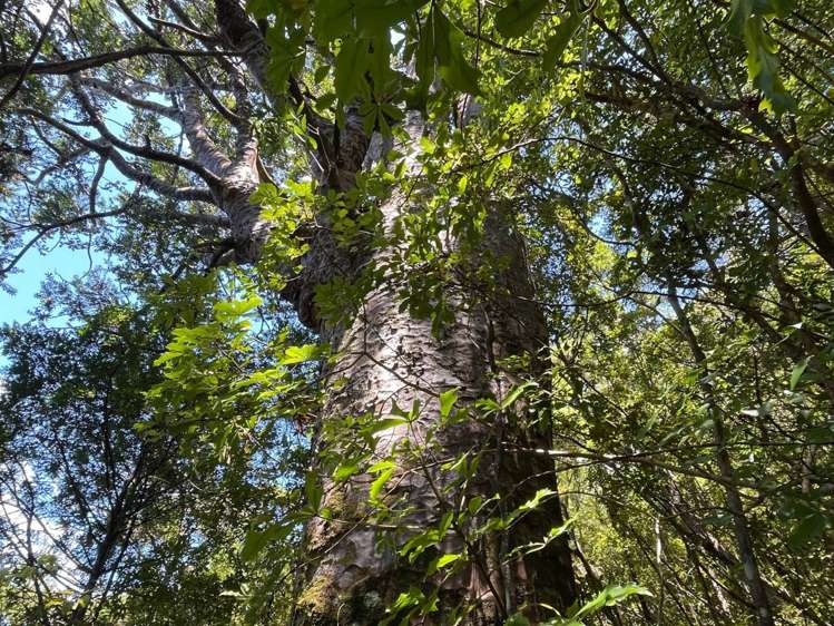 149 Aotea Road Great Barrier Island_13