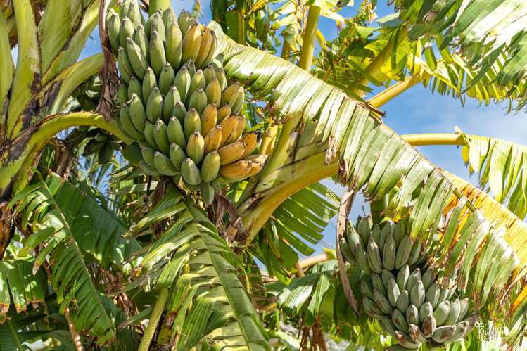 3 Mali St Dargaville_36