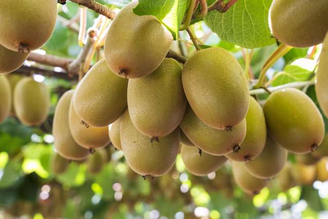 20 Ronalds Lane Te Puke_2