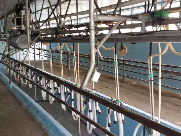 1102 Mangorei Road Mangorei_10