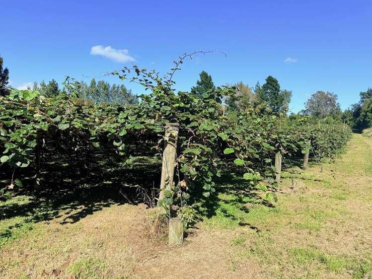 1164 No 3 Road Te Puke_28