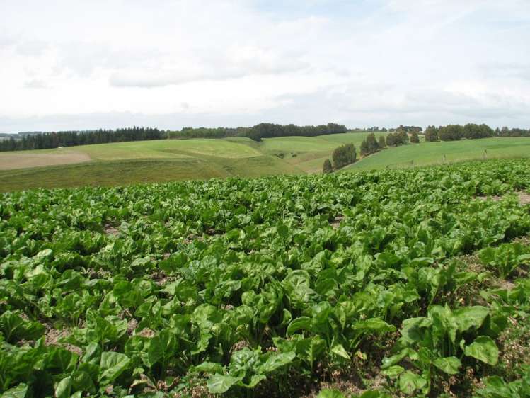 80 Blackburn Road Balclutha_5