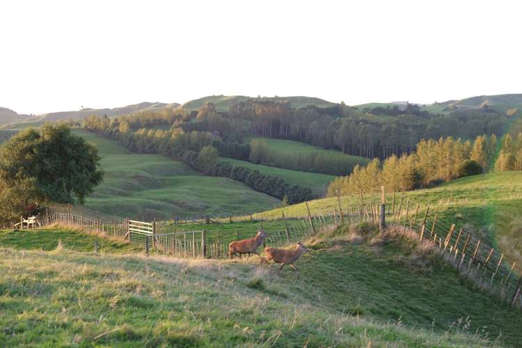 80b Mangaotaki Road Piopio_50