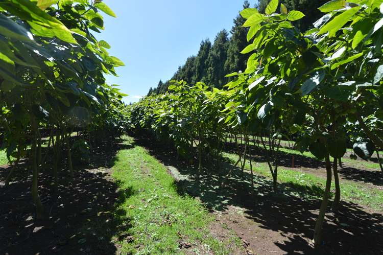 36 Elmsley Road Maungatapere_27