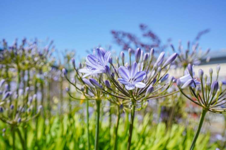 19 York Street Strathern_17