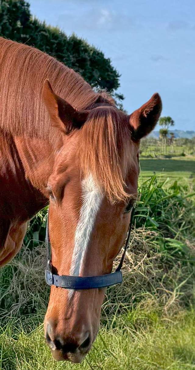 204b Waitakere Road Waitakere_4