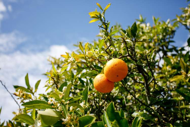 199 Lytton Road Elgin_16