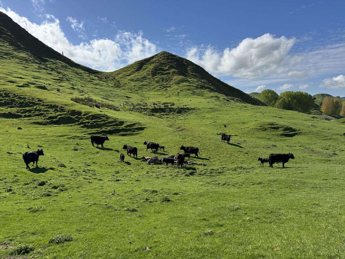 268a Tiriraukawa Road_5