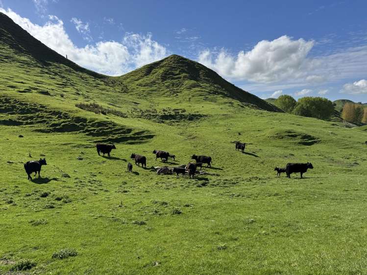 268a Tiriraukawa Road Taihape_9