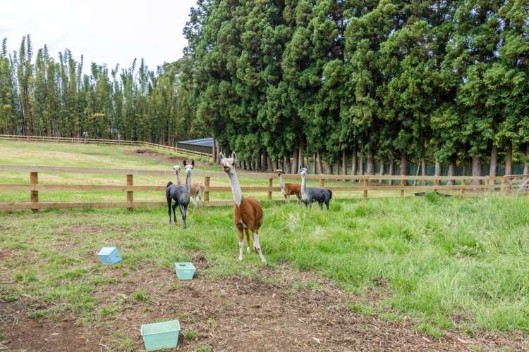 71b Cottle Hill Drive Kerikeri_8