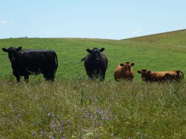 614 Levels Valley Road Levels Valley_5