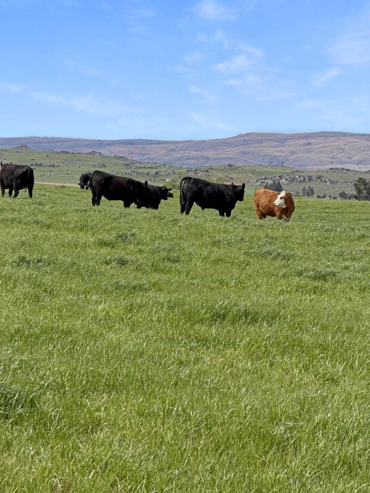 755-971 Linnburn Runs Road Paerau_8