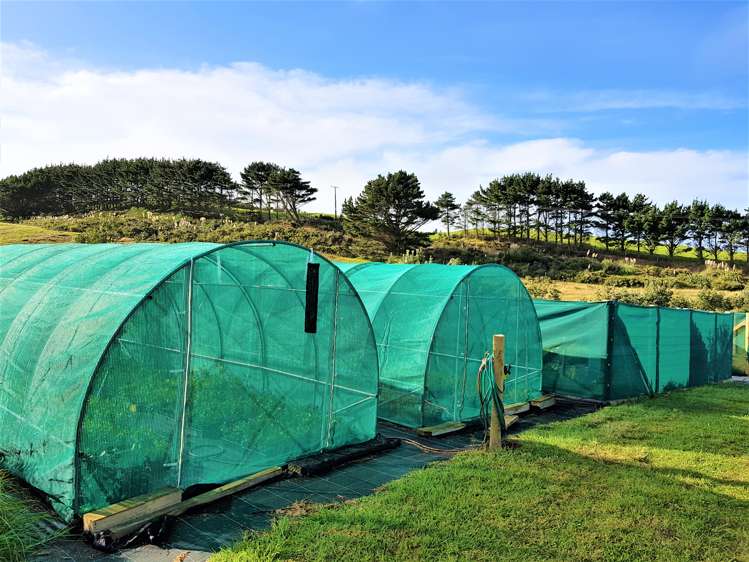 1246 Babylon Coast Road Dargaville Surrounds_13