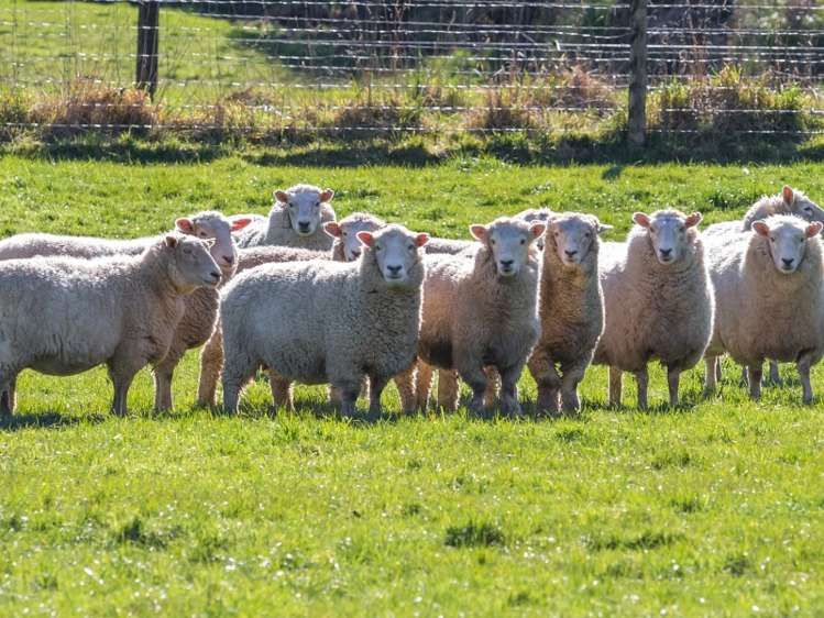 55 Maungatapu Road Rai Valley_7